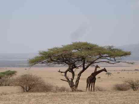 Classic Tanzania & Zanzibar Safari Classic Tanzania & Zanzibar Safari